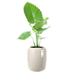 amber beads medium 40cm leinenweiß